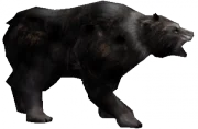 180px-Siyah_Ayı.png