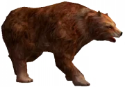 180px-Kahverengi_Ayı.png
